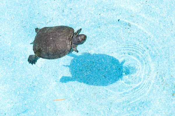 Schildkrötenschwimmen — Stockfoto