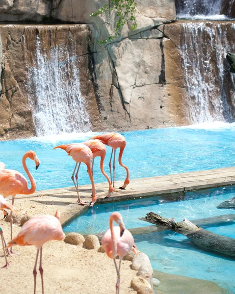 Flamingos — Stockfoto