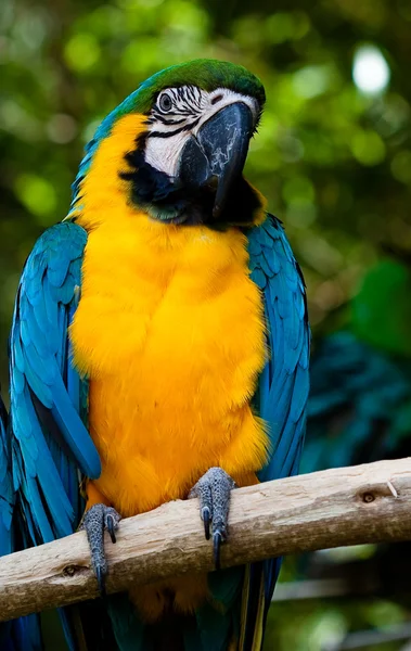 Papağan — Stok fotoğraf