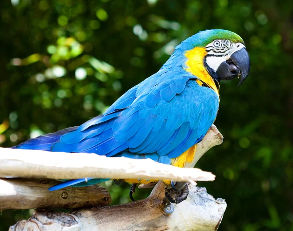Macaws — Stock Photo, Image