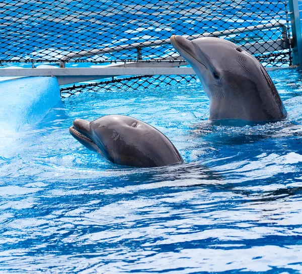Dva delfíni pod vodou a lámání vln stříkající nad nimi — Stock fotografie