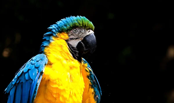 Papagáj — Stock Fotó