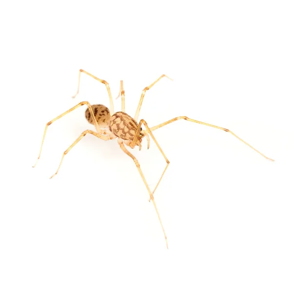 Spider — Stock Photo, Image