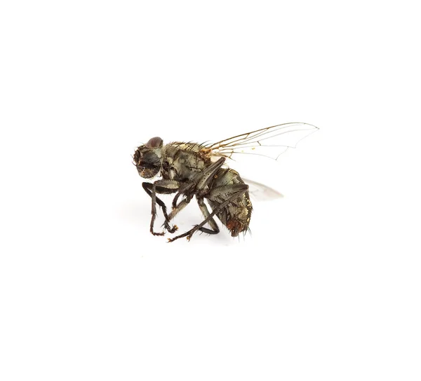 Martwa mucha — Zdjęcie stockowe