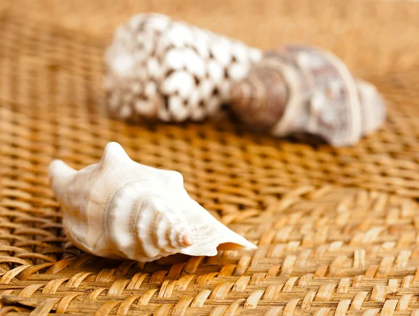 Shell na textura de vime — Fotografia de Stock