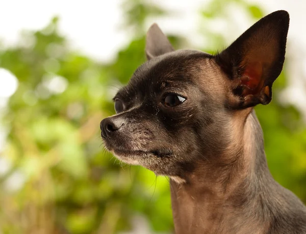 Chihuahua fej — Stock Fotó