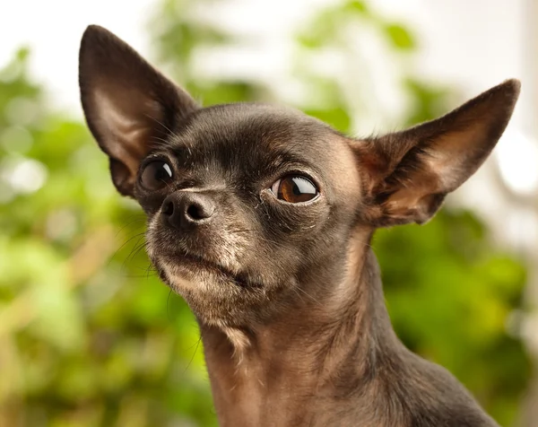Chihuahua testa — Foto Stock