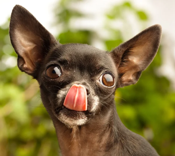 Chihuahua kafa — Stok fotoğraf