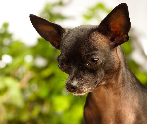 Cabeça de chihuahua — Fotografia de Stock