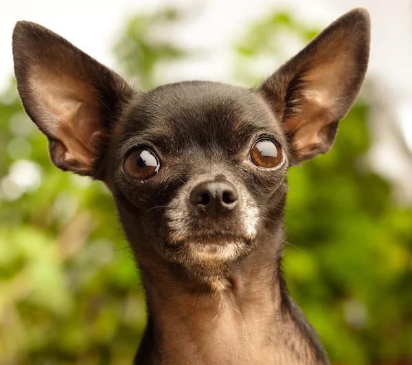 Cabeza de Chihuahua — Foto de Stock