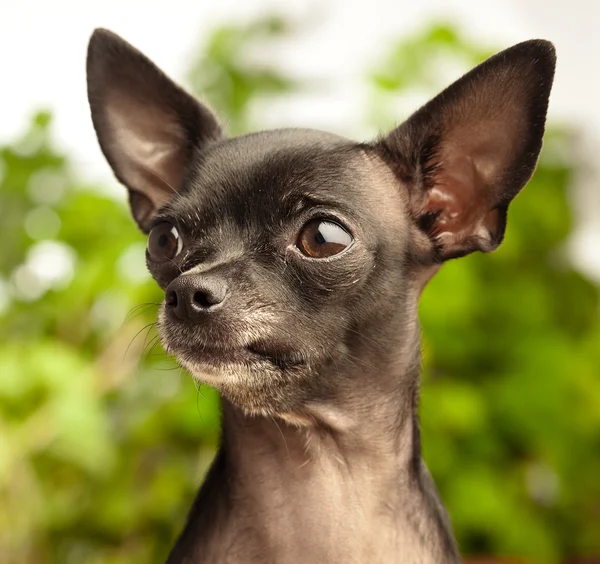 Chihuahua-Kopf — Stockfoto