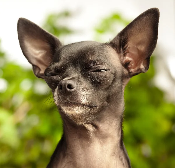 Chihuahua preto — Fotografia de Stock