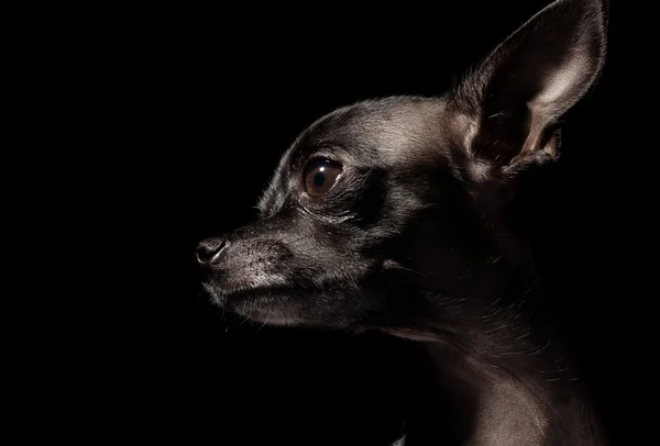 Chihuahua preto — Fotografia de Stock