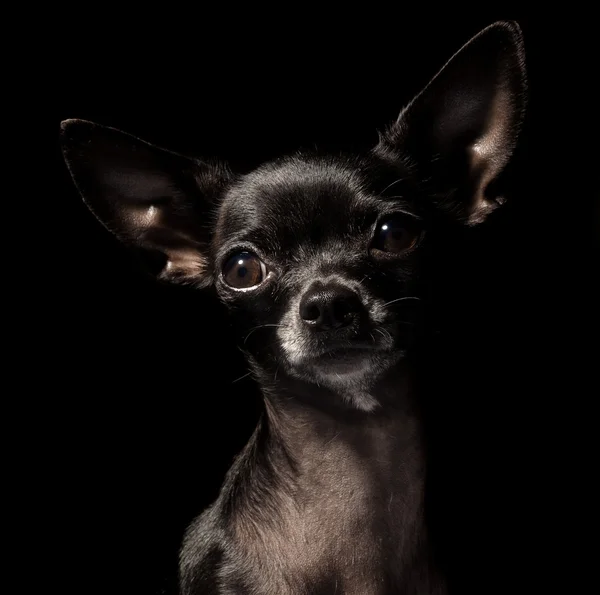 Czarny chihuahua — Zdjęcie stockowe