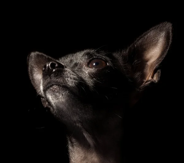 Chihuahua preto — Fotografia de Stock