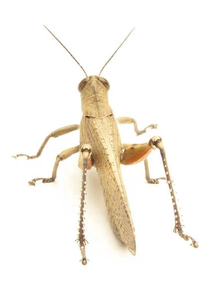 Grasshopper — Stock Photo, Image