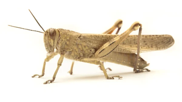 Grasshopper — Fotografie, imagine de stoc
