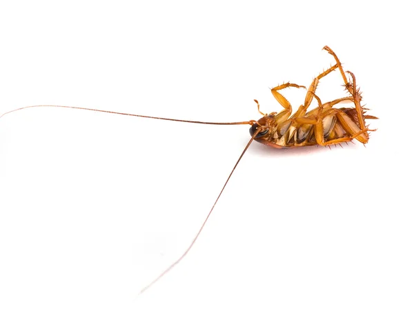 死のゴキブリ — ストック写真