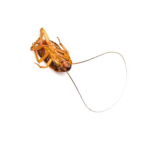 Śmierć karalucha — Zdjęcie stockowe