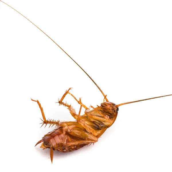바퀴벌레 죽음 — 스톡 사진