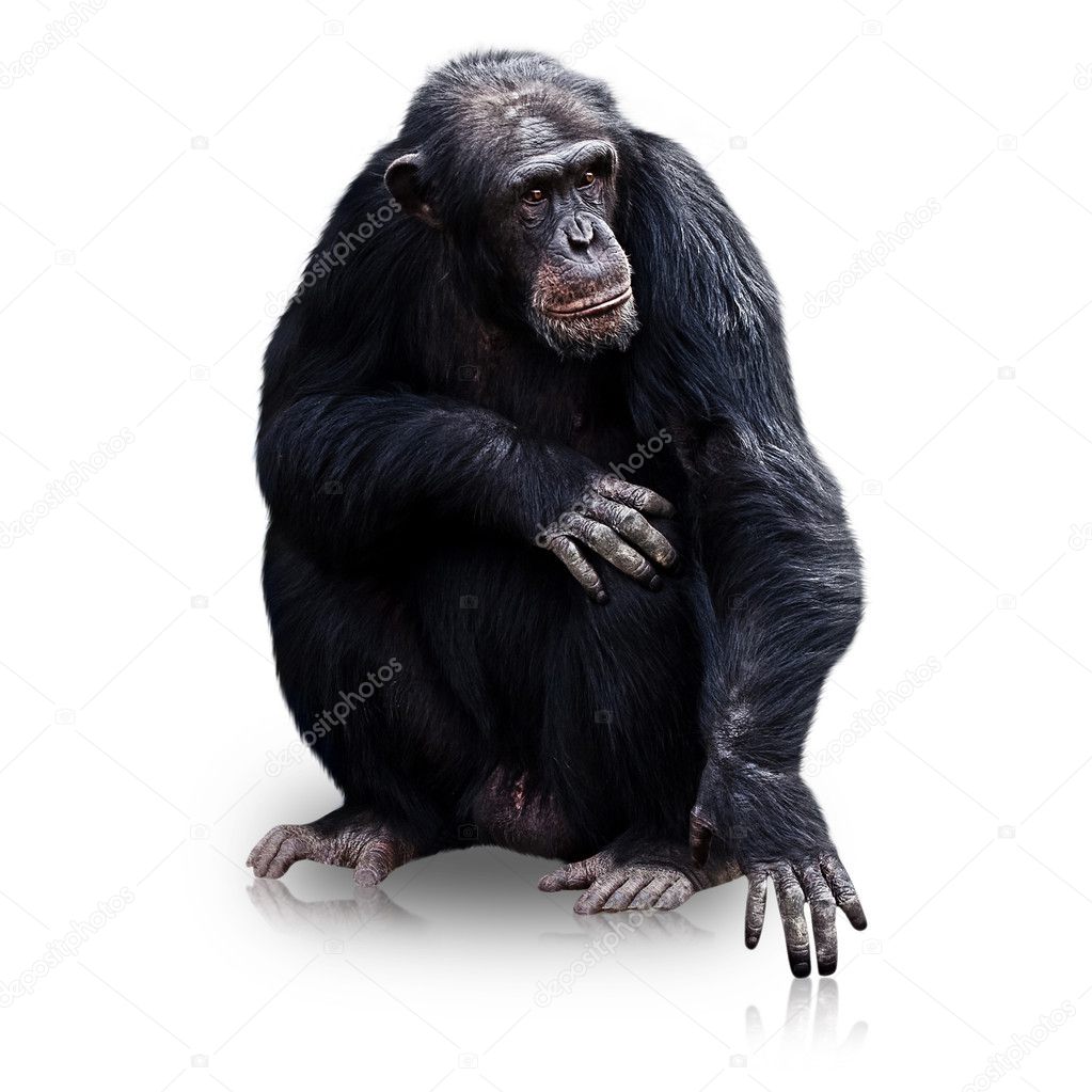 Gorilla Isolated On White Background Stock Photo Aaron Amat