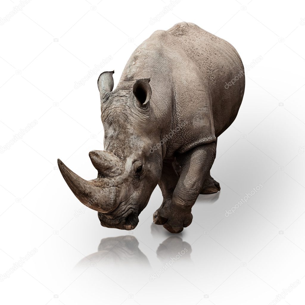 rhinoceros beckett