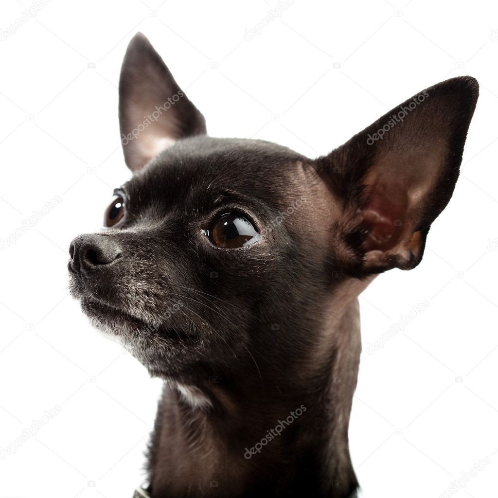 black toy chihuahua