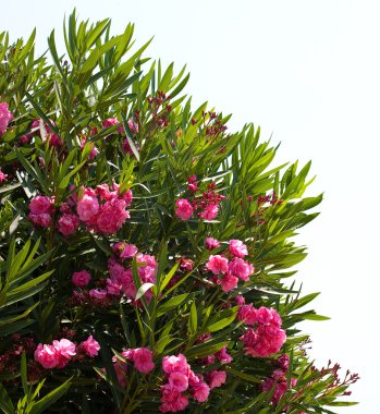 Oleander clipart