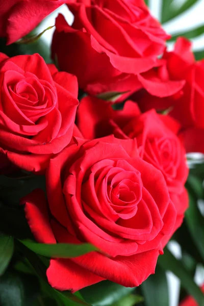 Rosa roja primer plano — Foto de Stock