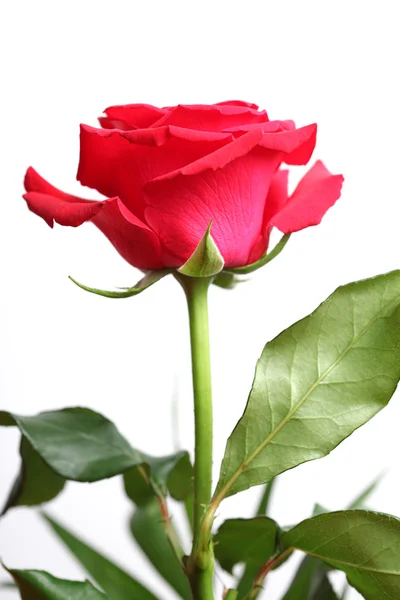 Červená růže na bílém pozadí — Stock fotografie