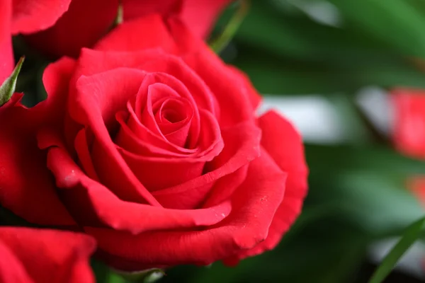 赤いバラ — ストック写真