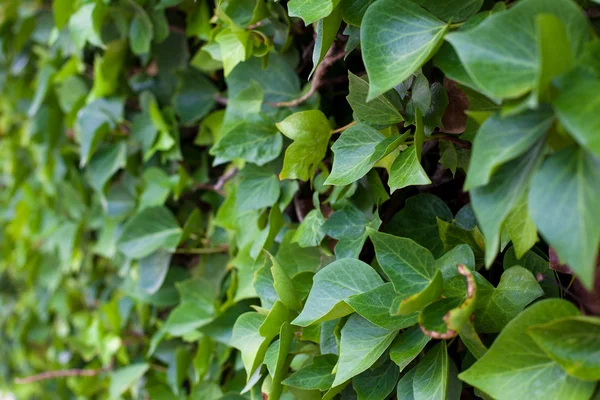 Ivy plant — Stock Photo, Image