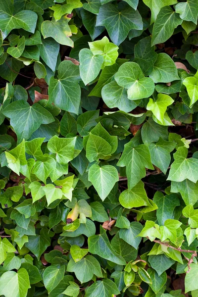 Folha vegetal — Fotografia de Stock