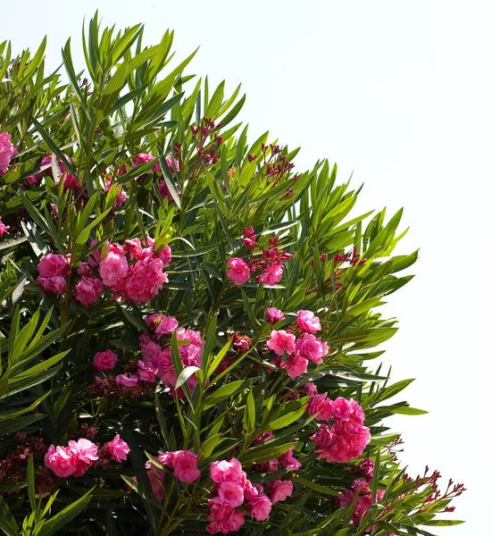 Oleander — Zdjęcie stockowe