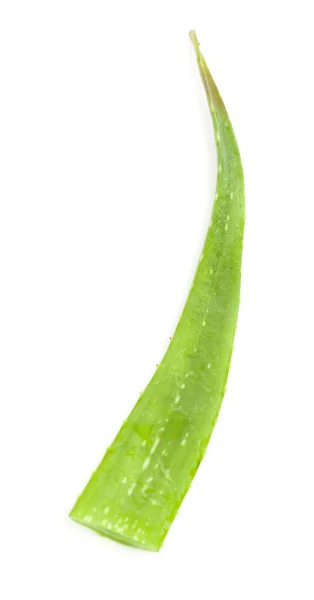 Liść aloesu — Zdjęcie stockowe
