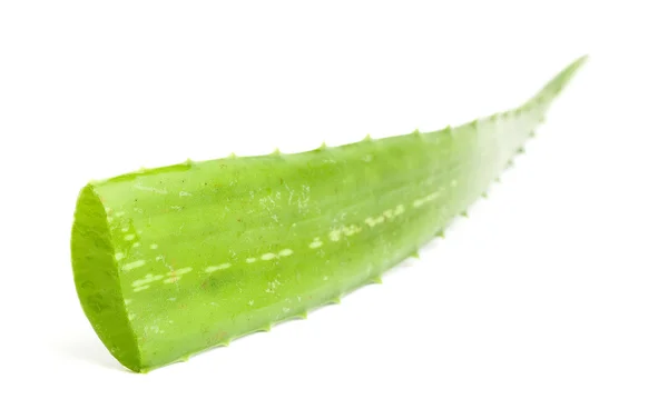 Aloe Vera Pflanze — Stockfoto
