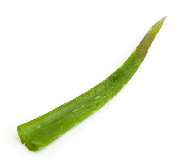Aloe vera plátek — Stock fotografie