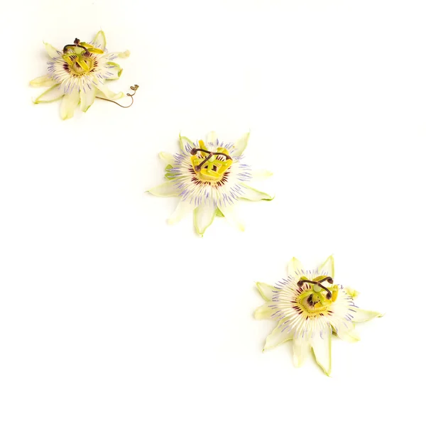 stock image Passion fruit flower