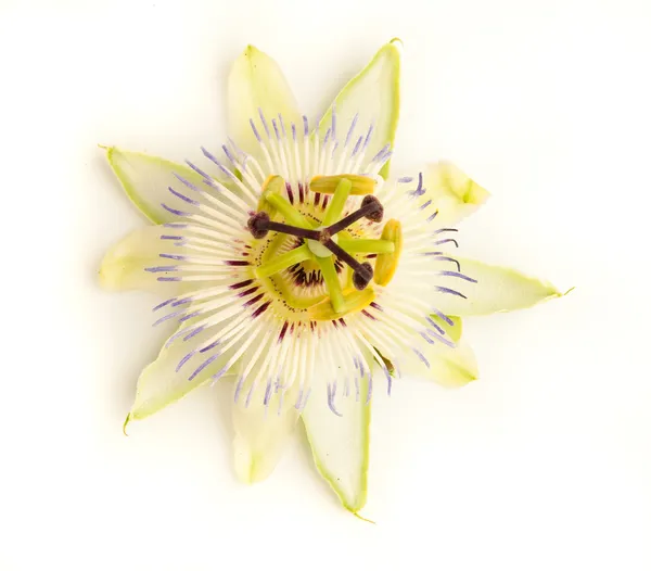Flor de maracujá — Fotografia de Stock