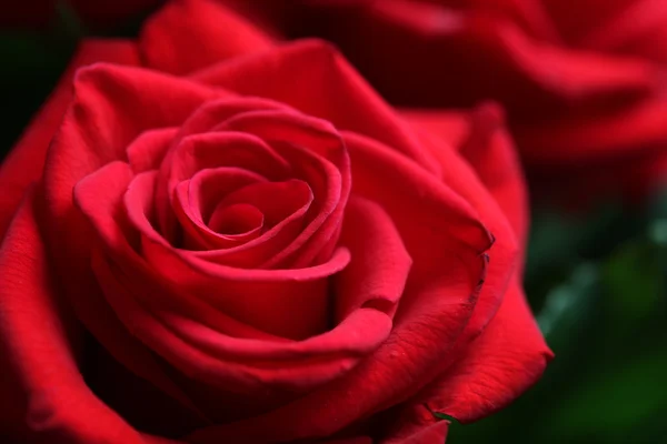 赤いバラ ロイヤリティフリーのストック写真