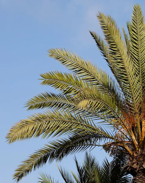 Palm tree forest Stock Photos, Royalty Free Palm tree forest Images ...