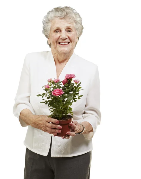 stock image Senior woman holding a flower pot against a white background