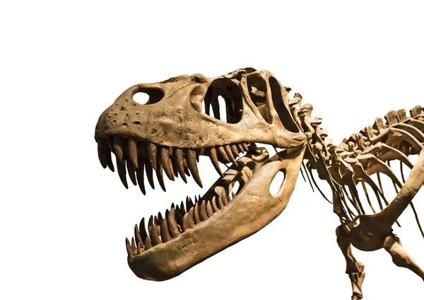 Esqueleto де tiranosaurio Рекс — стокове фото