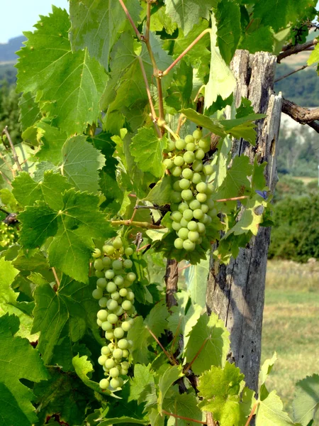 Grapes in an italian vineyard — Stock Photo, Image