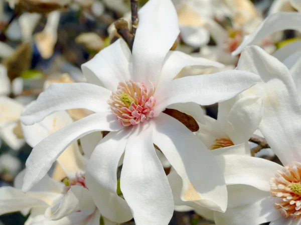Japanese magnolia — Stock Photo, Image