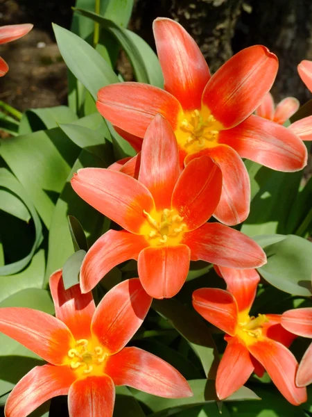 stock image Star tulips