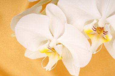 Phalaenopsis Aphrodite (Moon Orchid) clipart