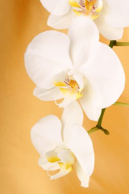 Phalaenopsis Aphrodite (Moon orkide)