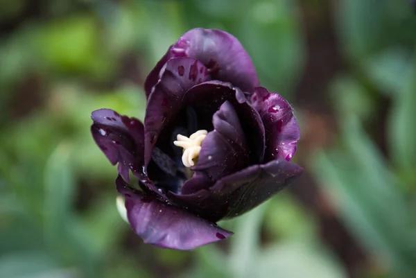 stock image Spring tulips