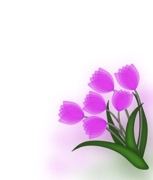 Paarse tulp boeket op gekleurde achtergrond — Stockfoto